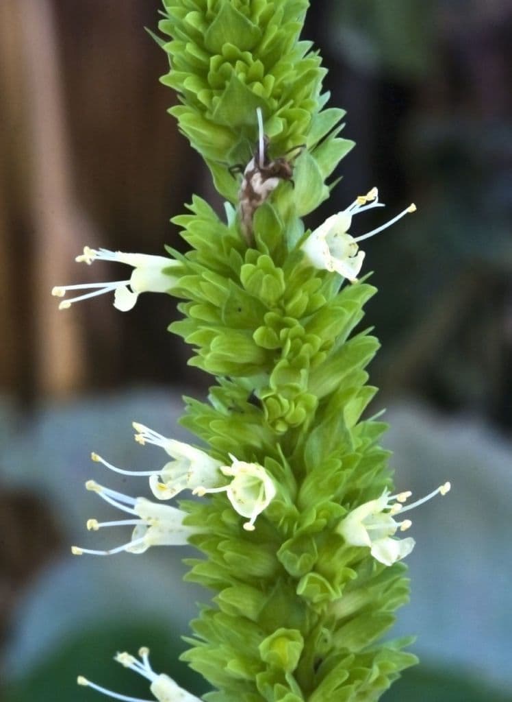 Agastache nepentoide 6
