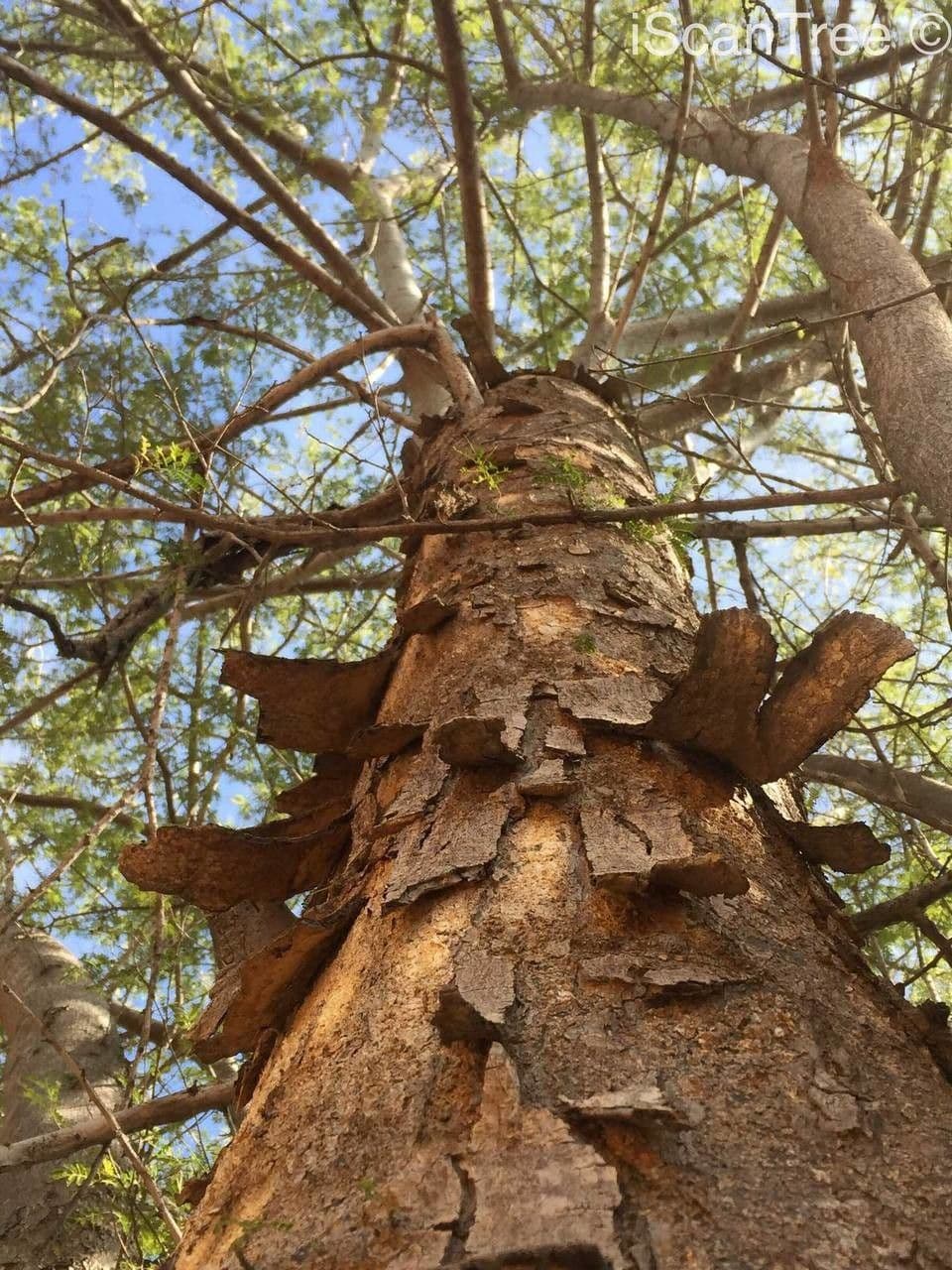 Albizia 8