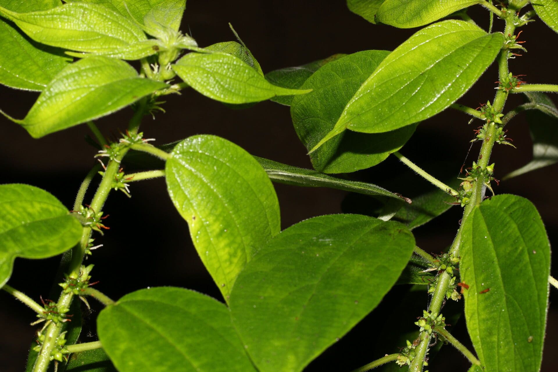 Pouzolzia guatemalana 2