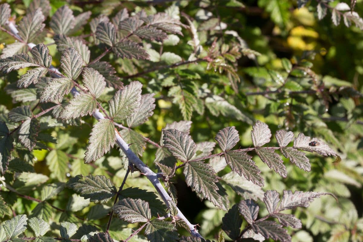 Weiße Schösslinge-Brombeere 5