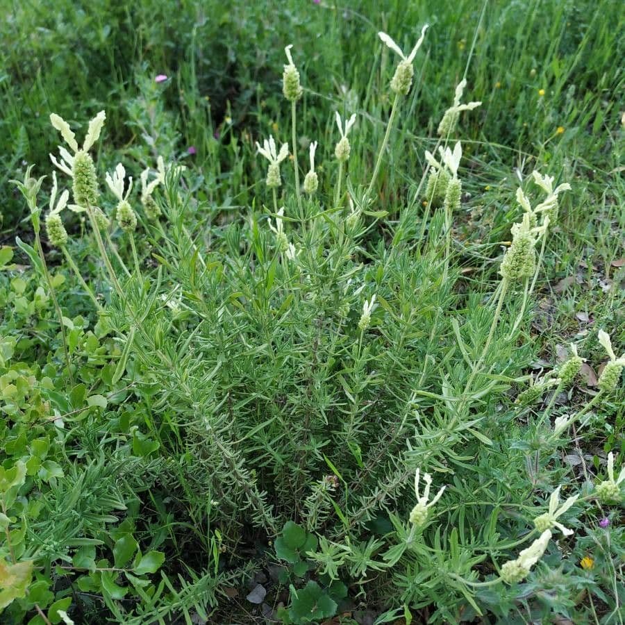 Lavanda verde 10