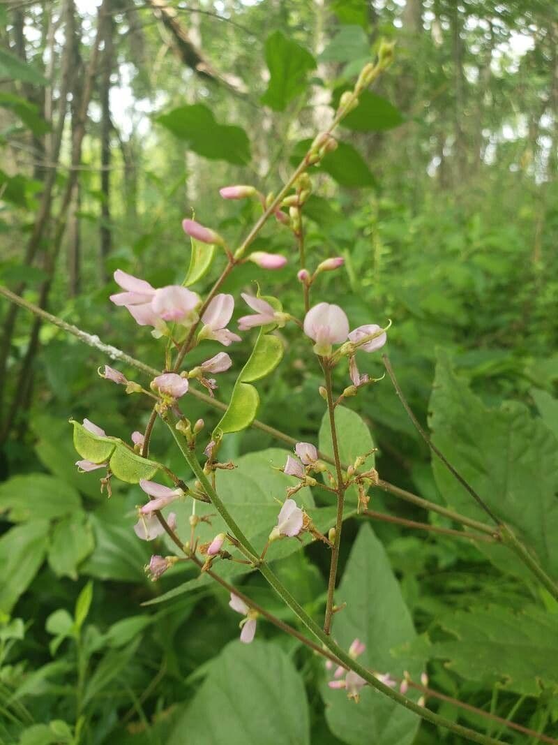Desmodium paniculatum 10