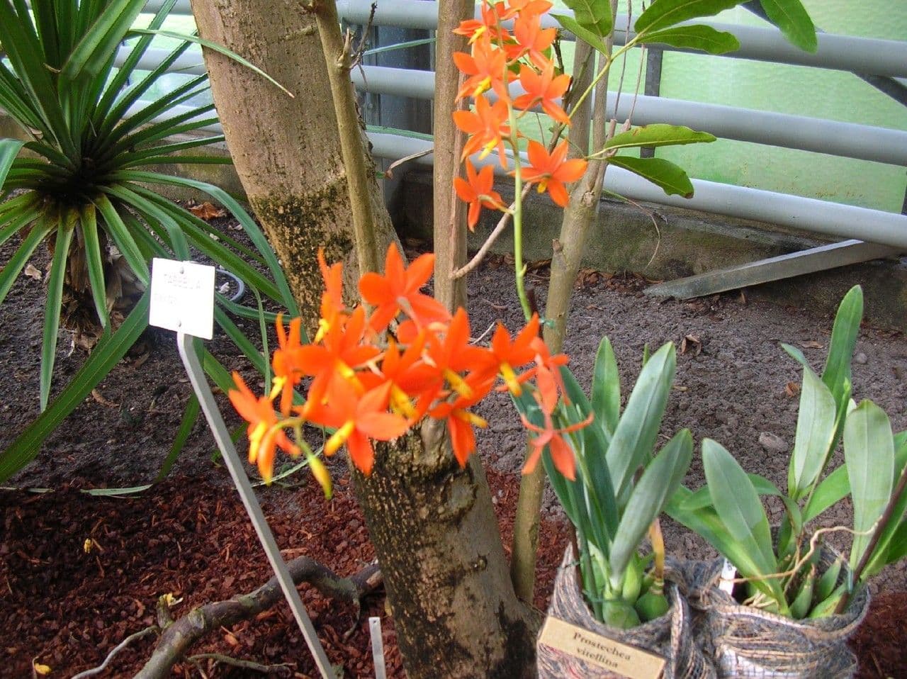 Prosthechea vitellina 5