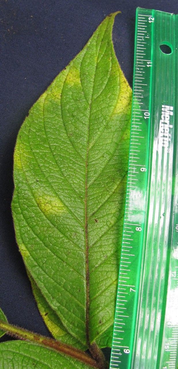 Tournefortia cuspidata 6
