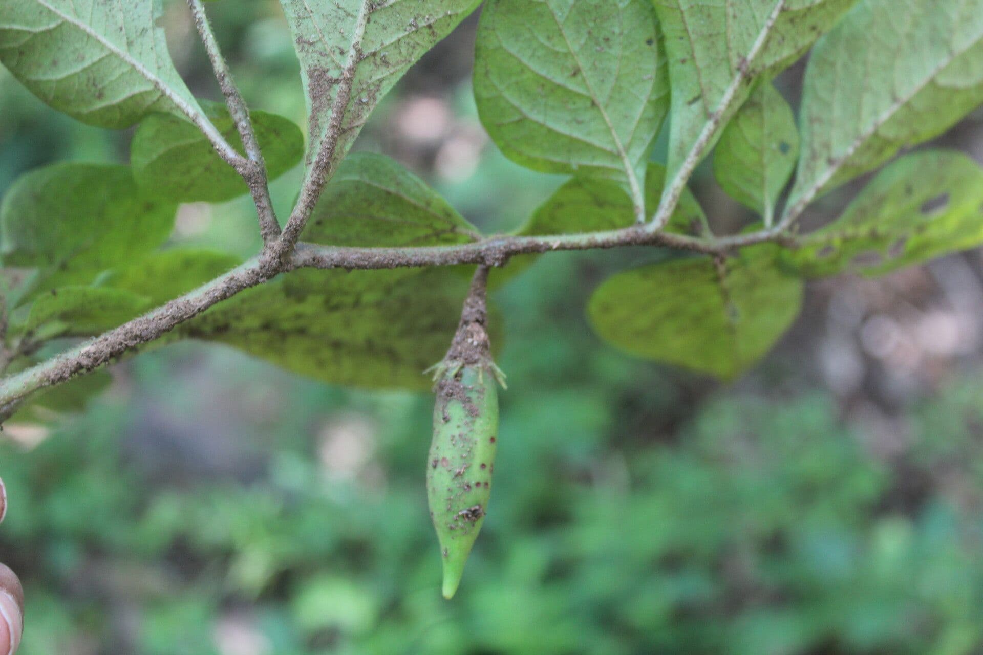 Lycianthes 10
