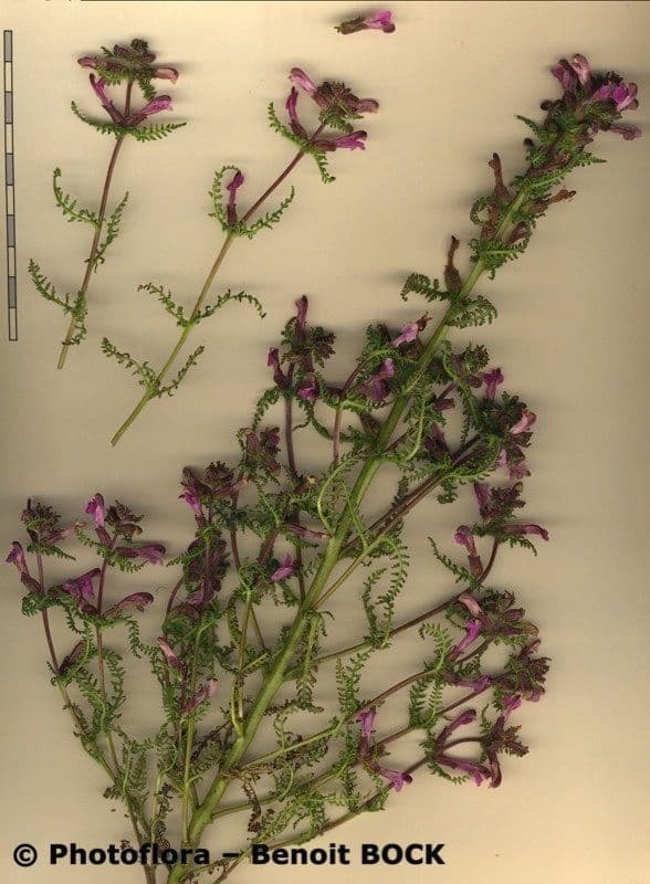 Pedicolare palude 24