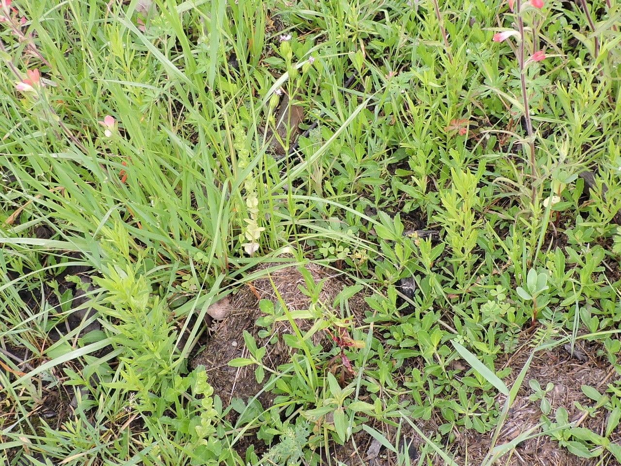 Silene antirrhinum 7