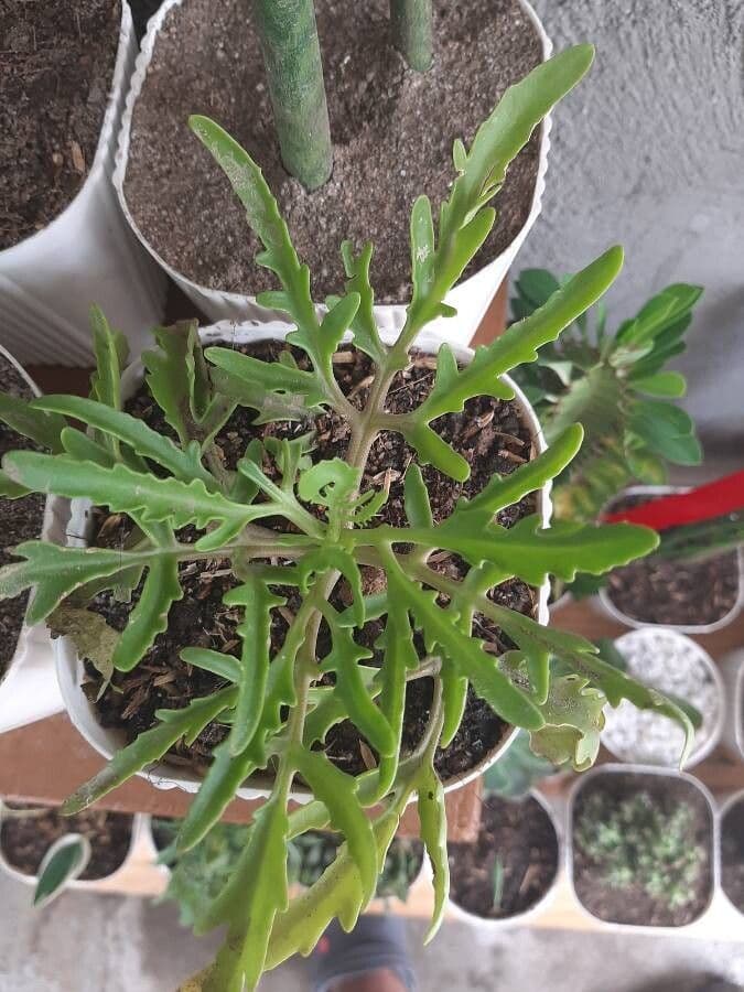 Kalanchoe 14