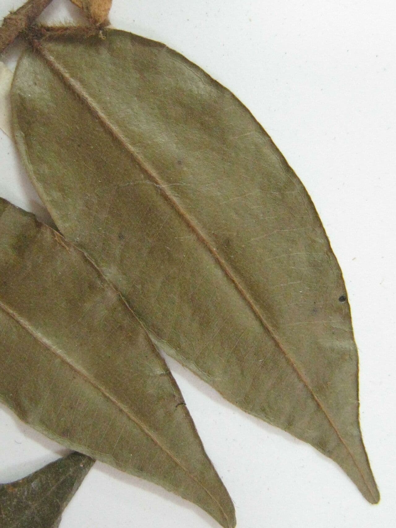 Myrcia bracteata 7