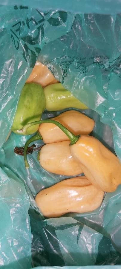 Peperoncino cinese