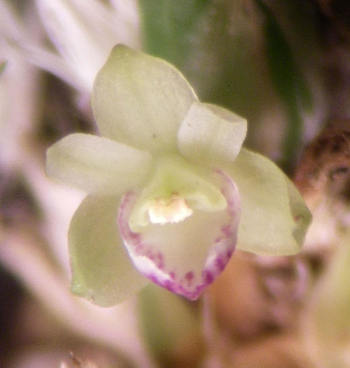 Scaphyglottis 4