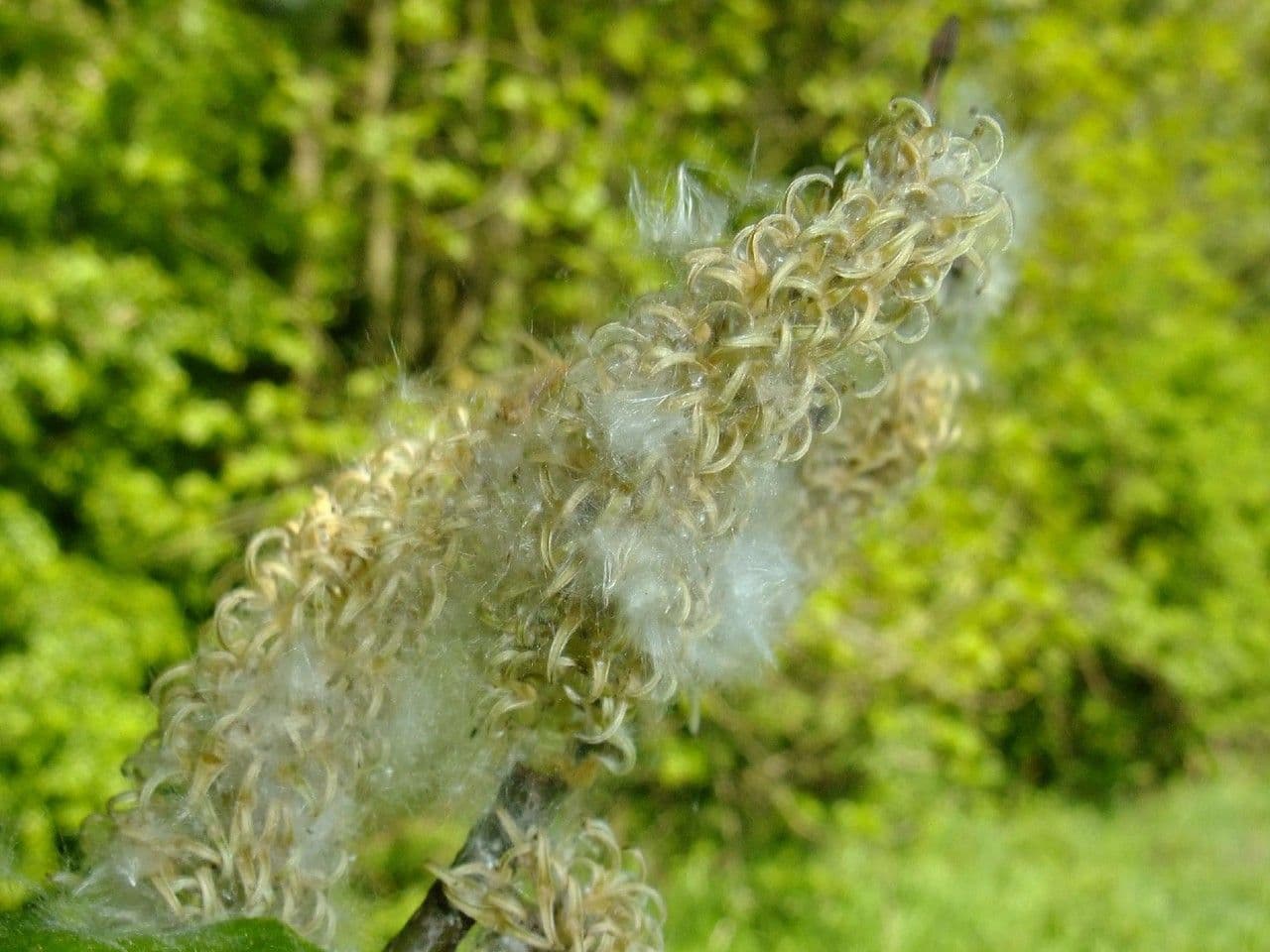 Silber-Weide 2