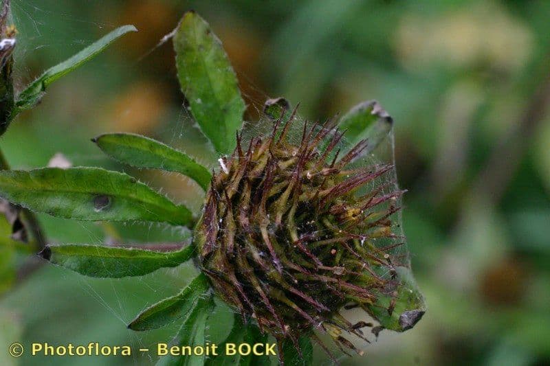 Bidens vulgata 3