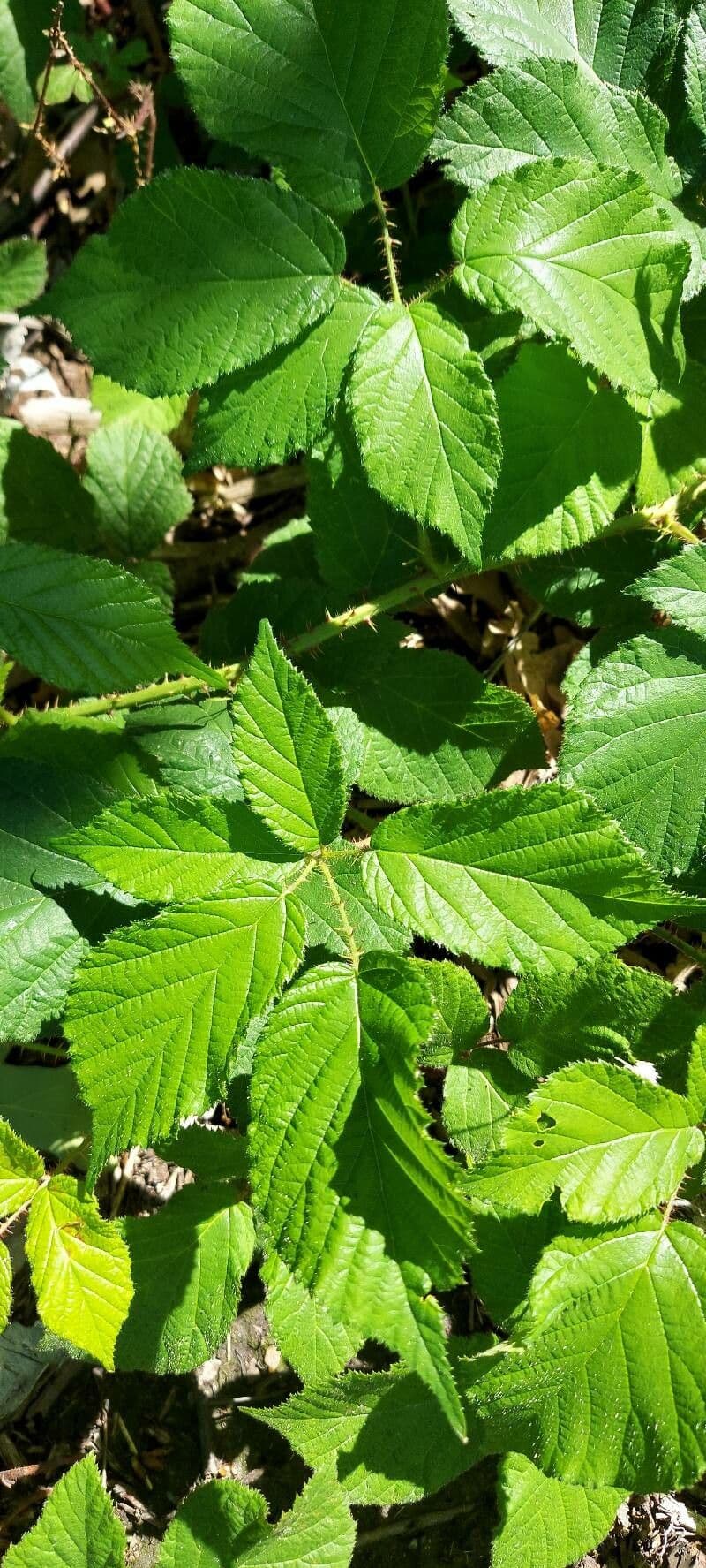Hellgrüne Brombeere 8