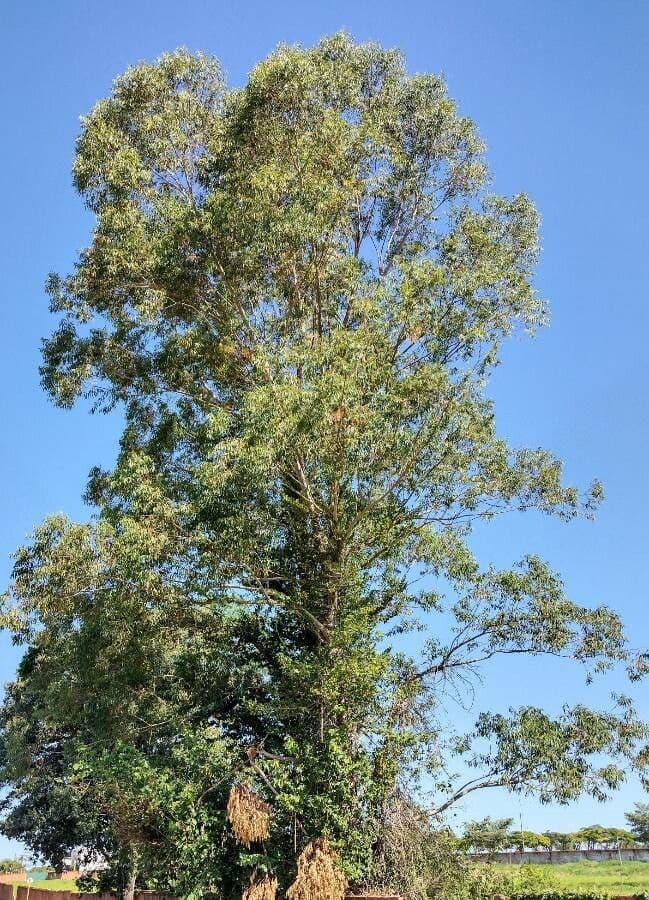 Großer Eukalyptus 3