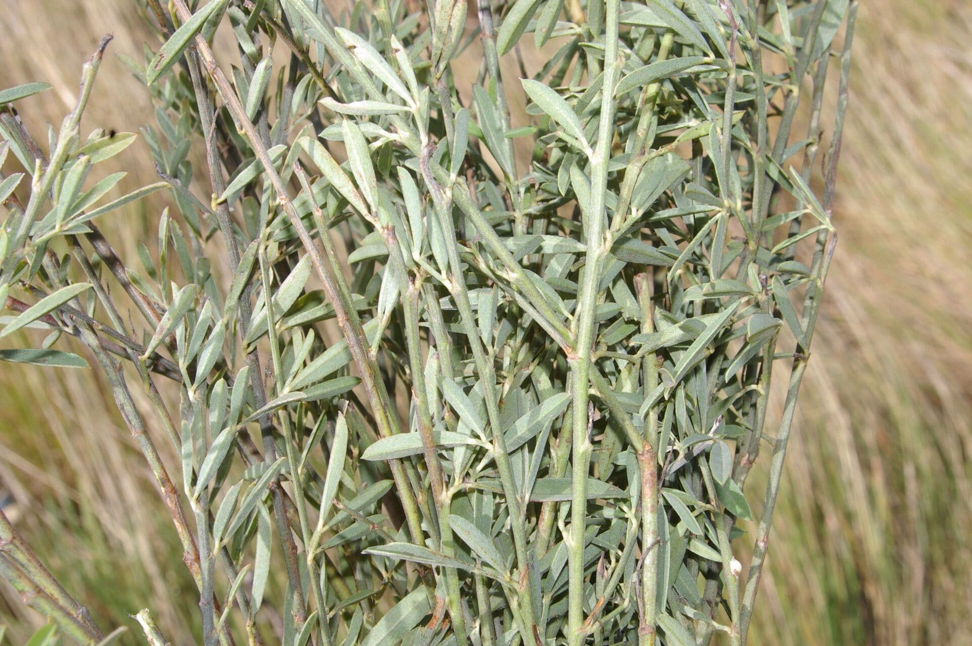 Indigofera 19