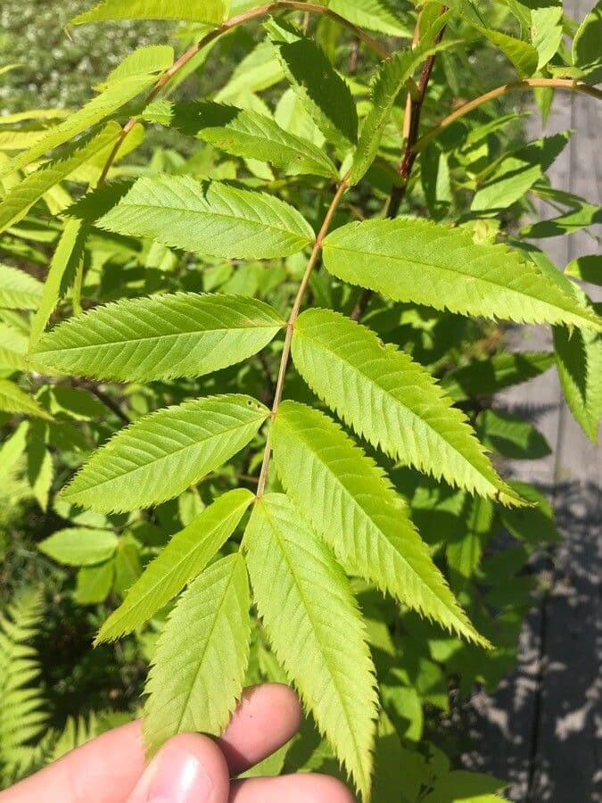 Sorbaria 20