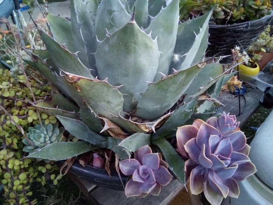 Havard-Agave 3