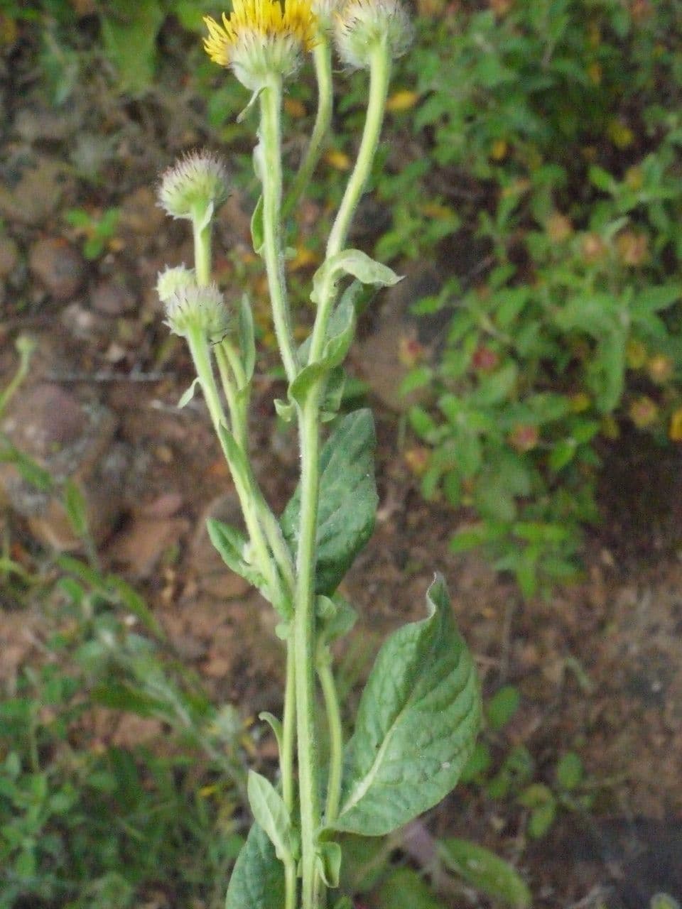 Pulicaria odora 26