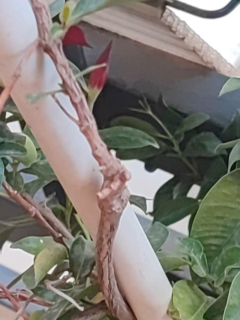 Mandevilla 20