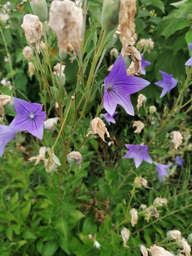 Platycodon à grandes fleurs 23