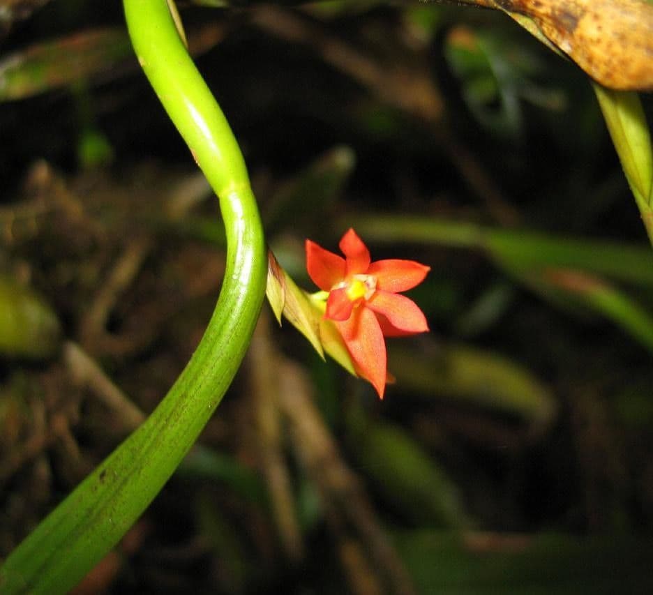 Scaphyglottis 11