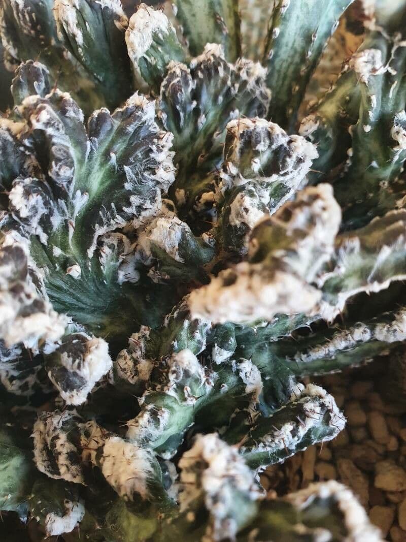 Cactus 9