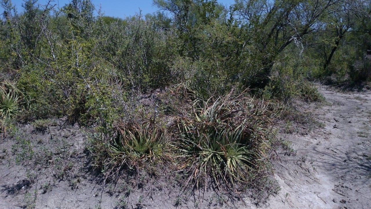 Hechtia 6