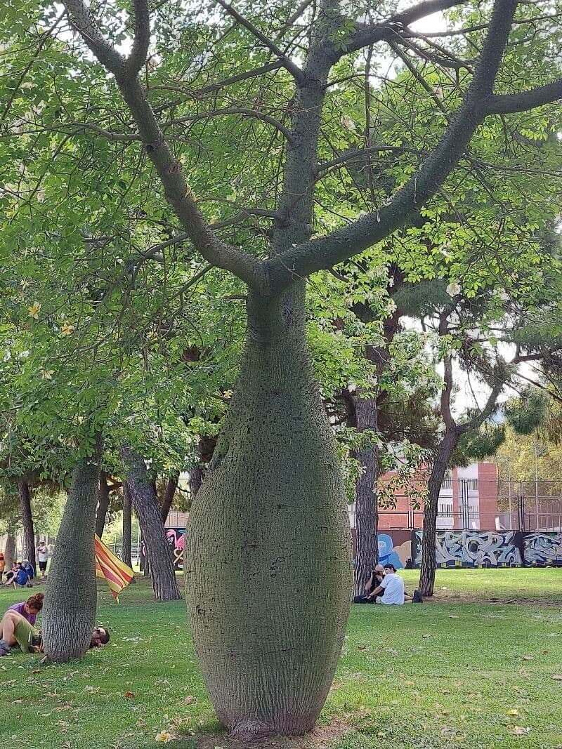 Wollbaum 27