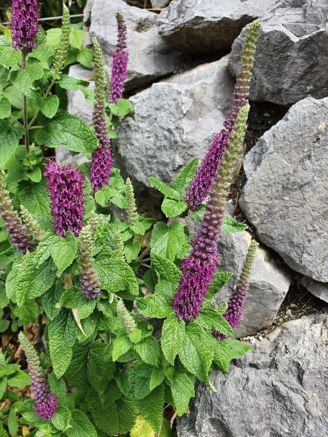 Teucrium hircanicum 5