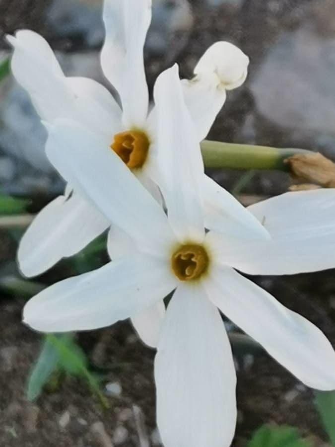Narciso 5