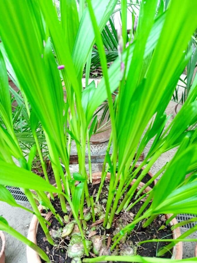 Bletilla striata 14