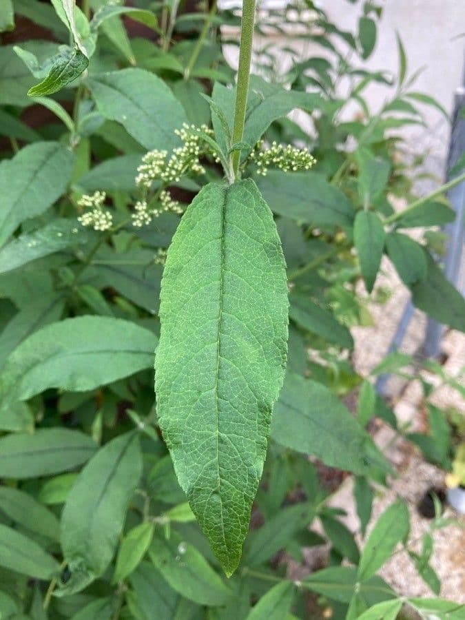 Buddleja 12
