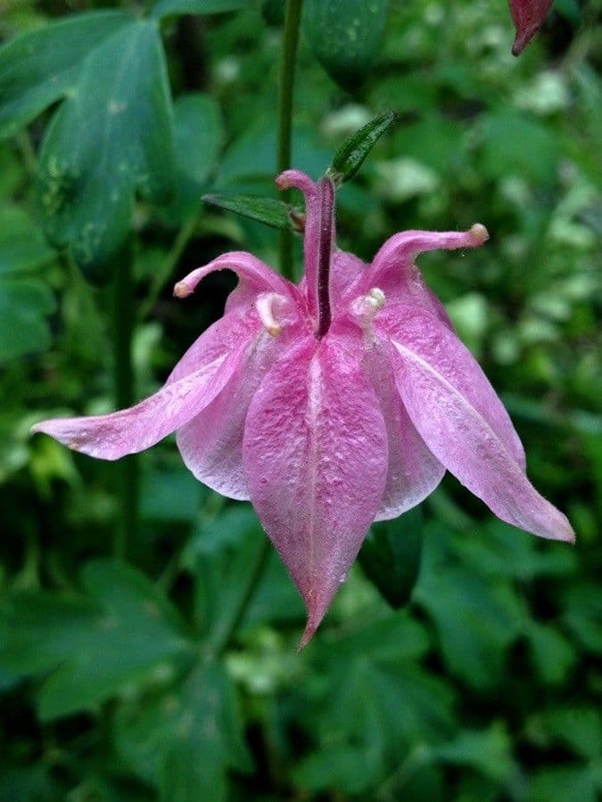 Aquilegia comune 7