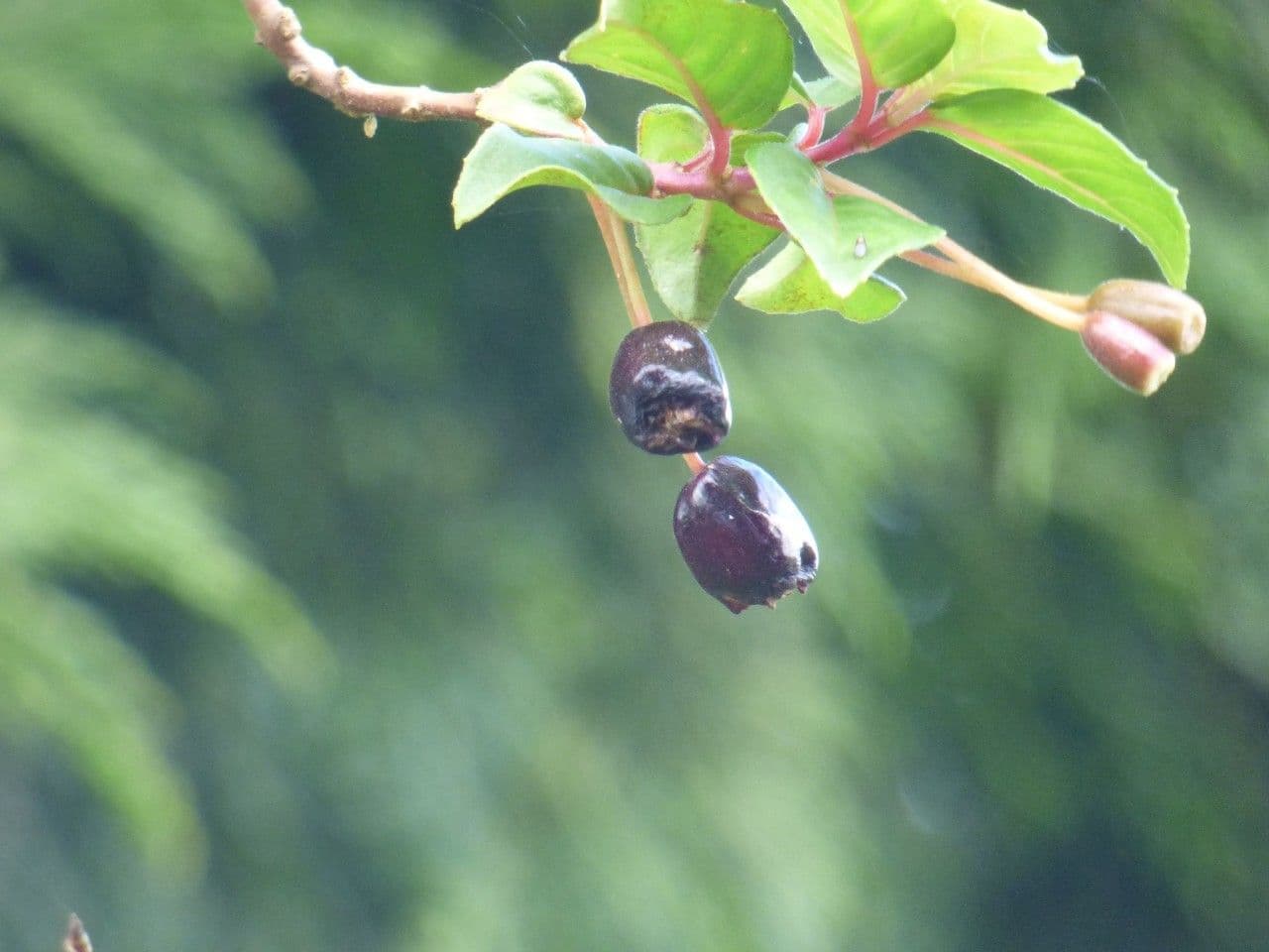Fuchsien 5
