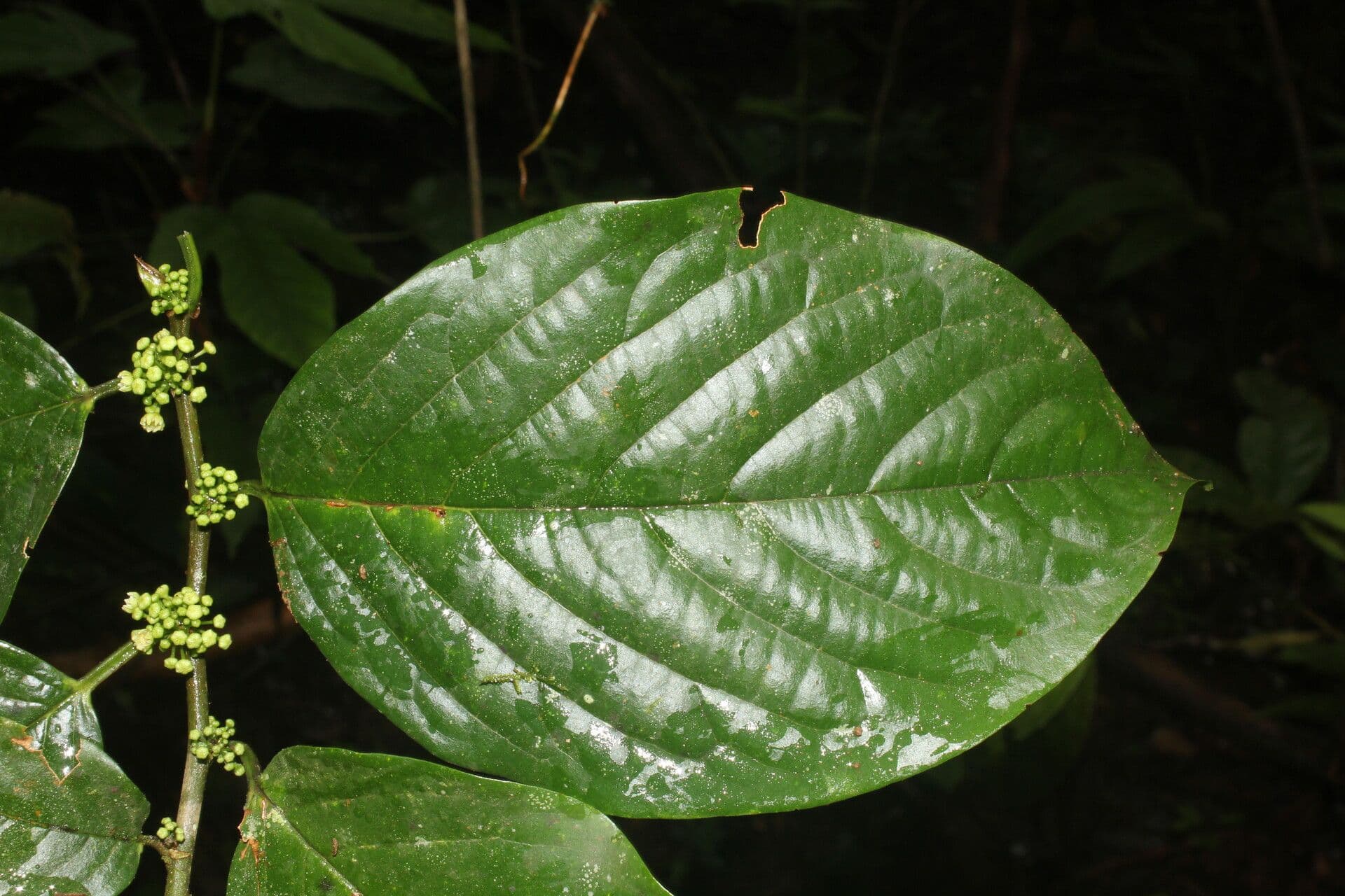 Colubrina 8