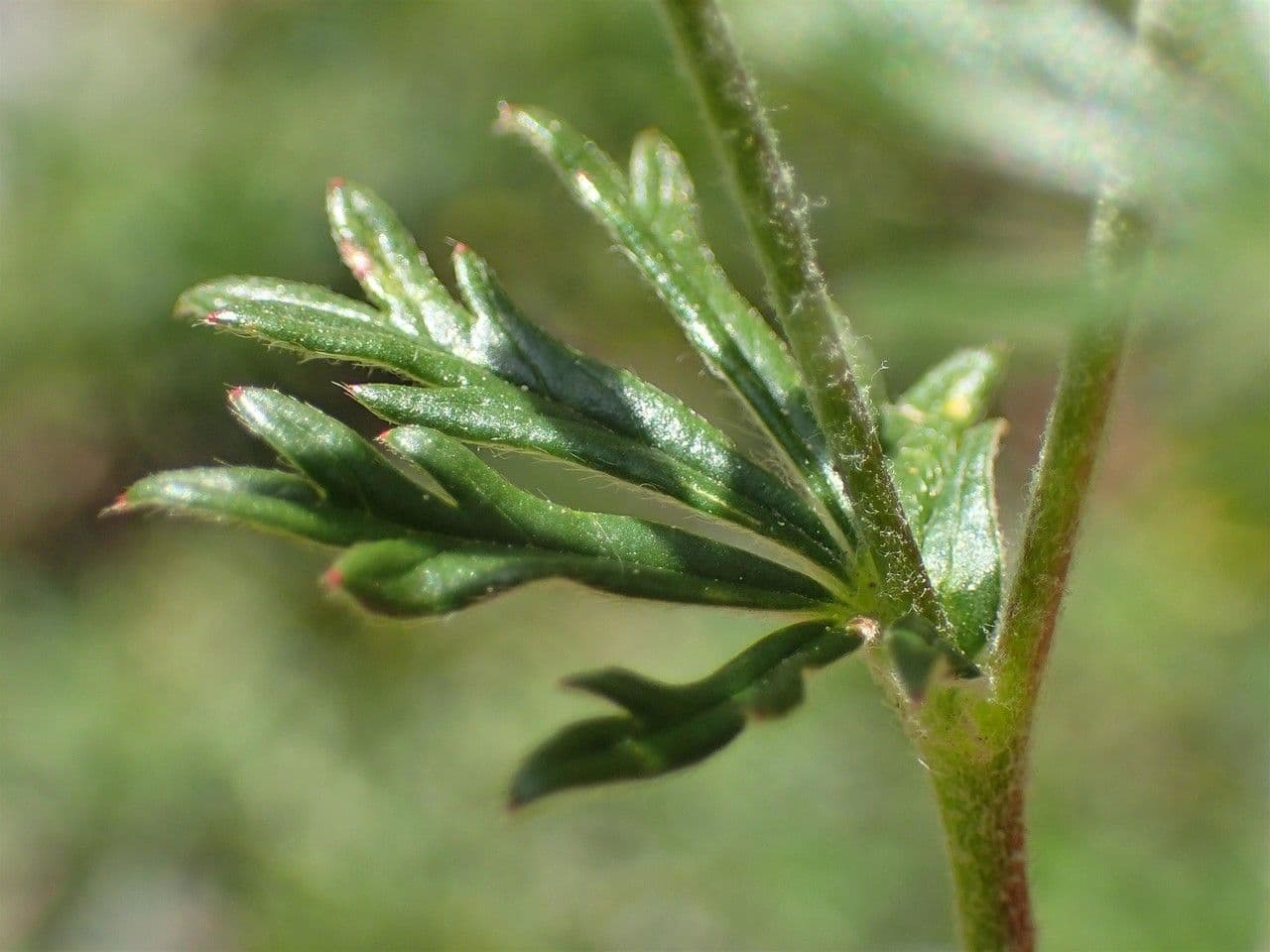 Cinquefoglie argentea 2