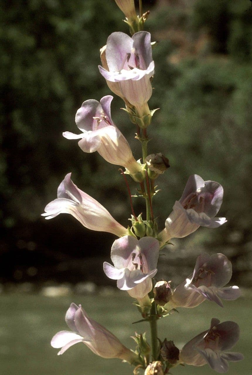 Penstemon hladký 8