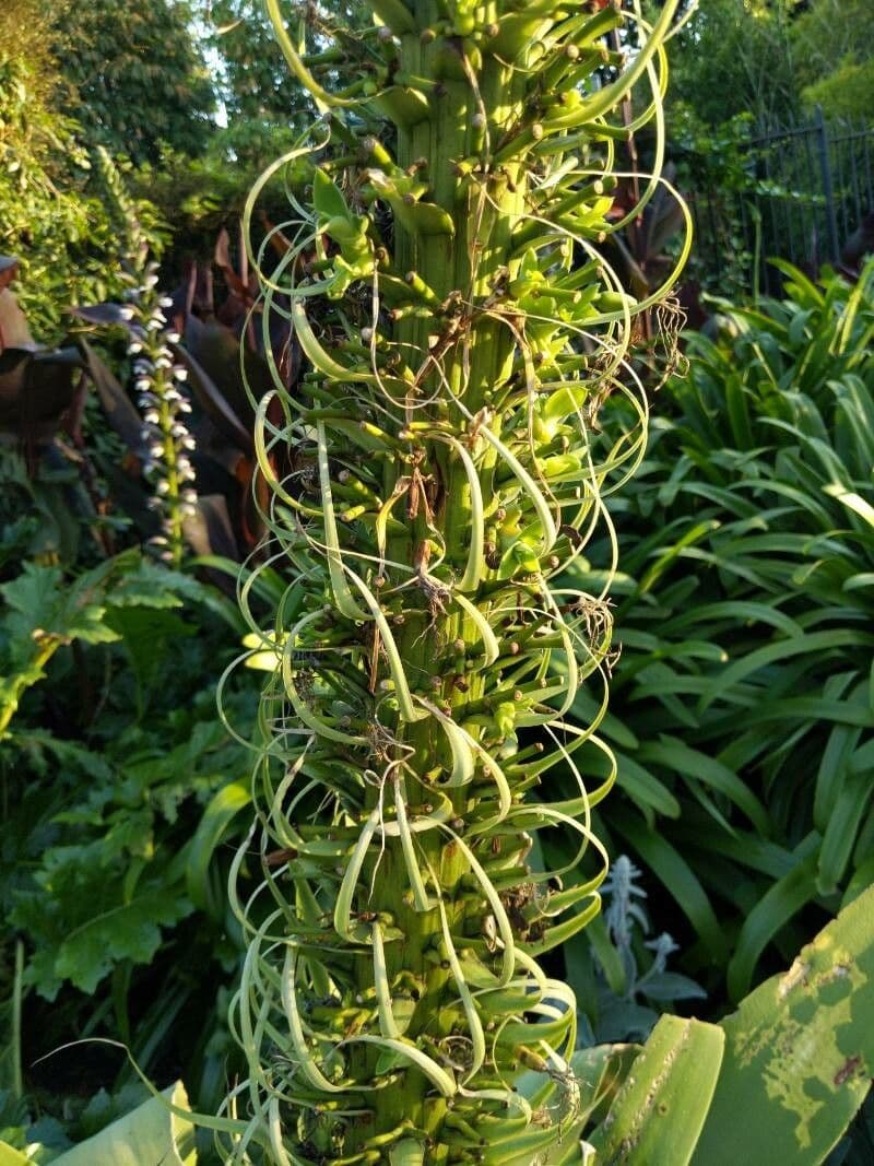 Echium pininana 19