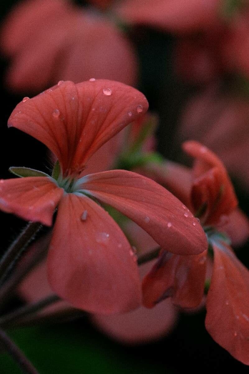 Geranium