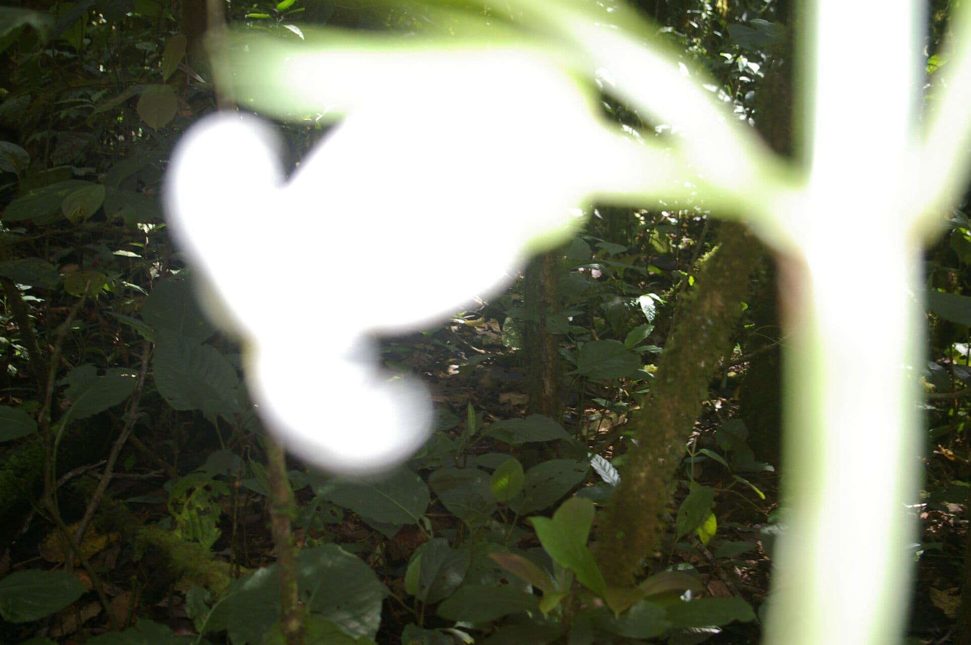 Drymonia 11