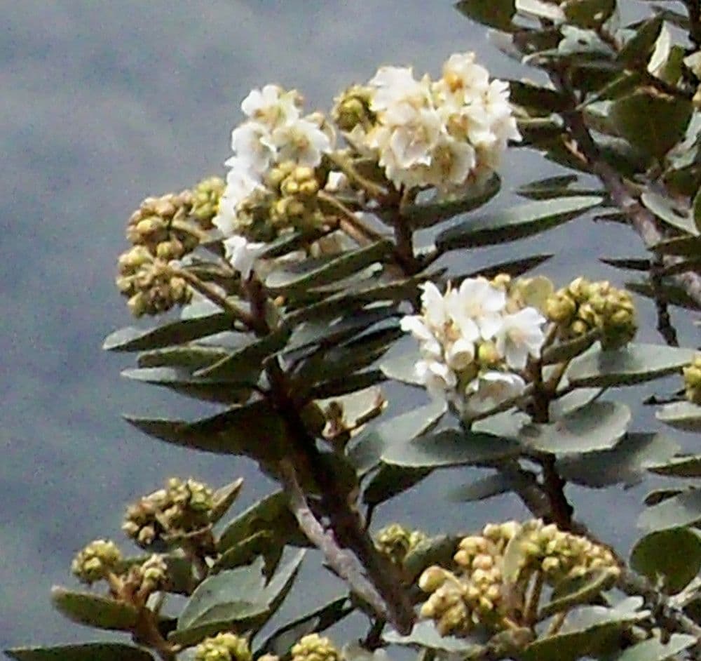 Feigenblättrige Dombeya 22