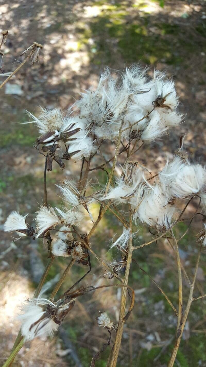 Fuchs' Greiskraut 3