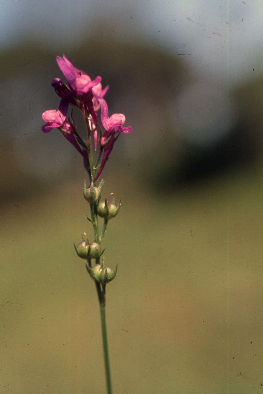 Lenec pelisseriana 2