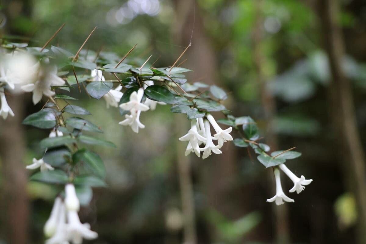 Damnacanthus