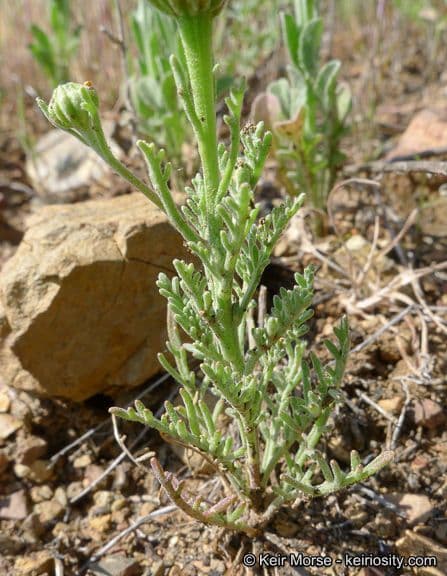 Chaenactis glabriuscula 10