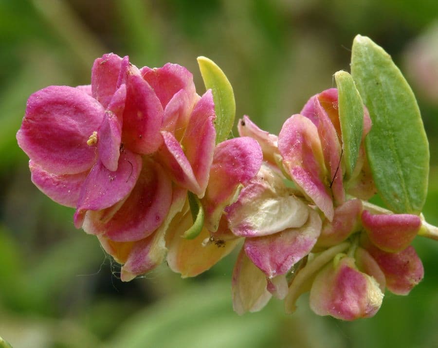 Grayia spinosa 6