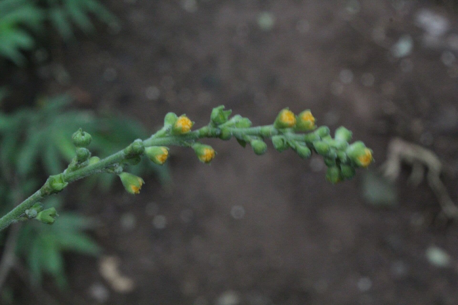 Allobriquetia 3