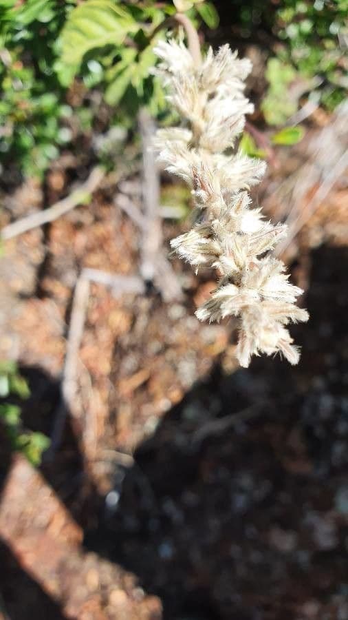 Sericocomopsis 5