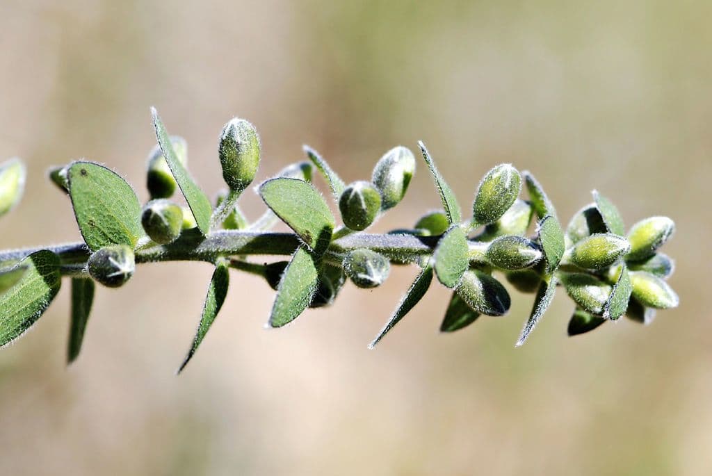 Baptisia bracteata 4